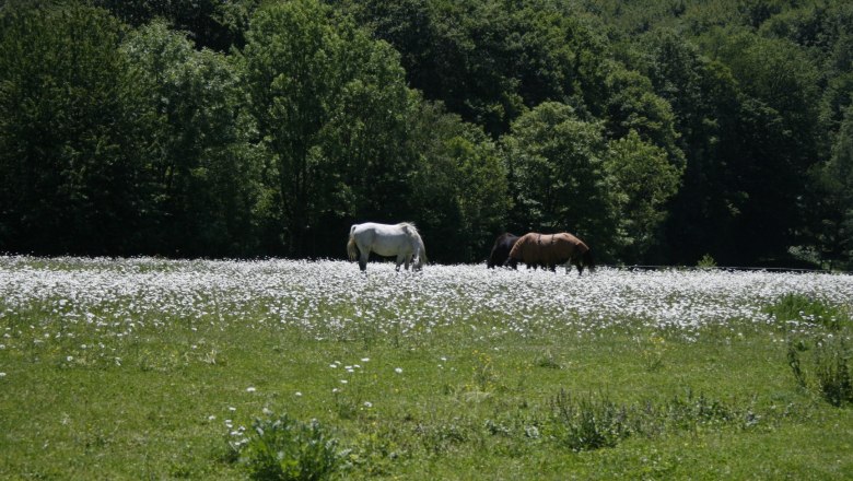 Pferde, © Haselhof Pferde, © Haselhof