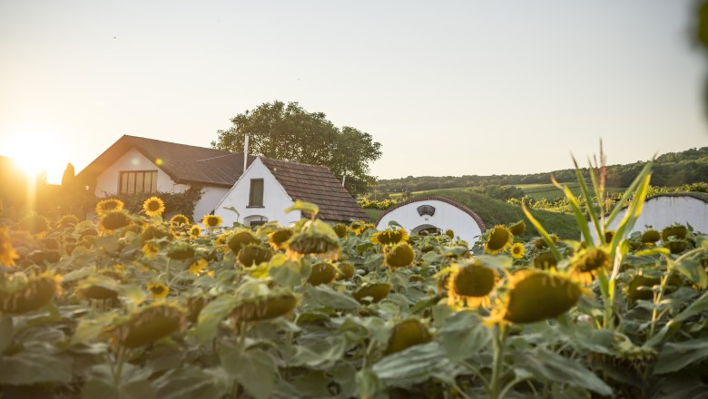 Kellergasse Prellenkirchen im Spätsommer, © Donau Niederösterreich, Robert Herbst Sonnenblumen, im Hintergrund die Kellergasse