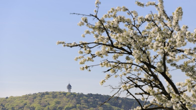 Guglzipf, © Christian Handl Guglzipf, © Christian Handl