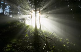 Waldstimmung, © ©Wiener Alpen, Foto: Franz Zwickl Waldstimmung, © ©Wiener Alpen, Foto: Franz Zwickl