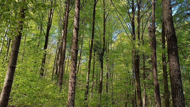 Wanderwege von der Ferienwohnung aus begehbar, © 1000Kraut Wanderwege von der Ferienwohnung aus begehbar, © 1000Kraut