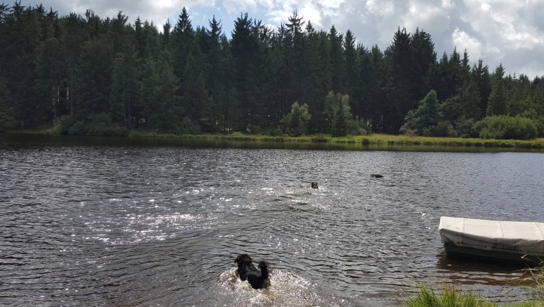 Badeausflug mit Hund, © Niederösterreich-Werbung/Traxler Badeausflug mit Hund, © Niederösterreich-Werbung/Traxler