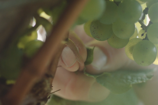 Im Wein liegt die Wahrheit, © We Make Stories Im Wein liegt die Wahrheit, © We Make Stories