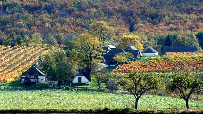Hadres, © Gemeinde Hadres Landschaft mit Weinbergen und Häusern im Herbst.