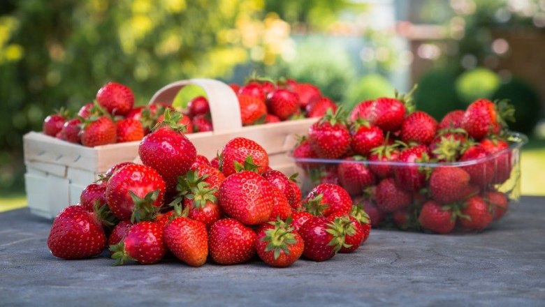 Erdbeeren, © Fam Edlinger Erdbeeren, © Fam Edlinger