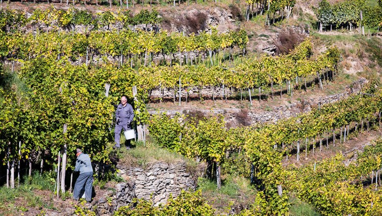 Winzer bei der Arbeit, © Lachlan Blair Winzer bei der Arbeit, © Lachlan Blair