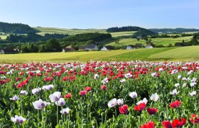 Waldviertler Mohnfeld, © © Waldviertel Tourismus, Robert Herbst Waldviertler Mohnfeld, © © Waldviertel Tourismus, Robert Herbst