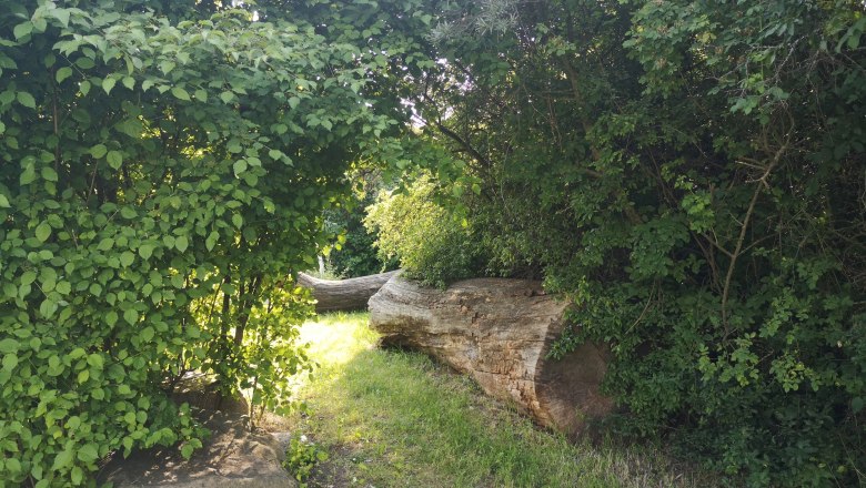 IGL Park im Sommer, © "Natur im Garten" Ein sonniger Park mit dichtem Grün und einem großen Baumstamm auf dem Boden.