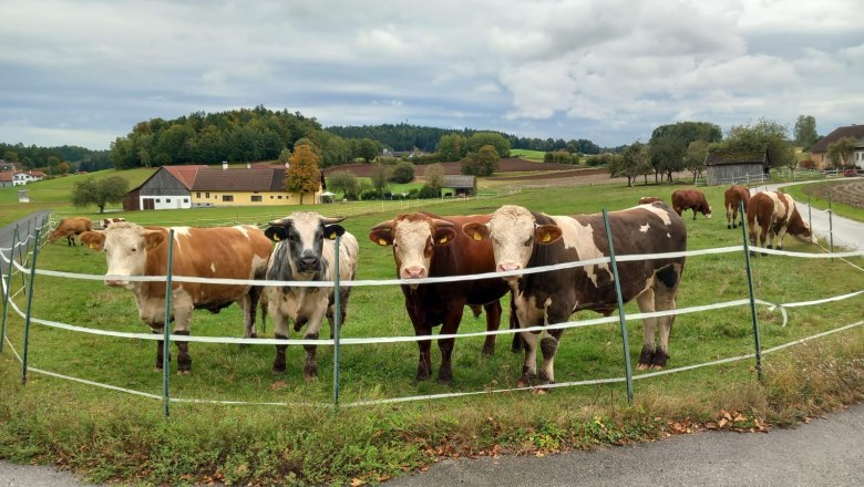 1000101484, © Peter Katzenschlager 1000101484, © Peter Katzenschlager