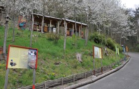 Bienenlehrpfad, © wiesi Ein Bienenlehrpfad mit Informationstafeln und Bienenstöcken unter blühenden Bäumen.