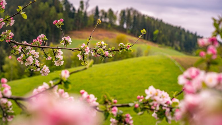 Blühende Bucklige Welt, © WienerAlpen/Florian Luckerbauer Blühende Bucklige Welt, © WienerAlpen/Florian Luckerbauer