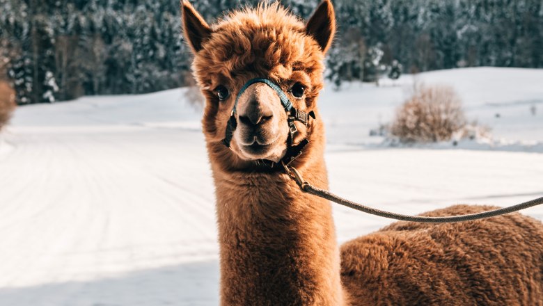 Alpaka, © Waldviertel Tourismus, sommertage.com Ein Alpaka mit Halfter steht im Schnee vor einem Wald.