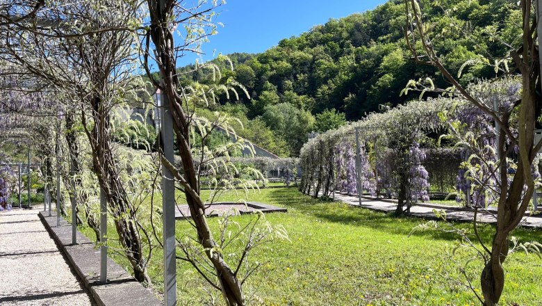 Kartause Aggsbach, Blauregen Blüte, © „Natur im Garten“ Garten mit Blauregen und Pergola in der Kartause Aggsbach.