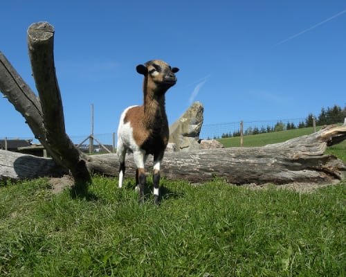 Kamerunschaf-Scheki, © Familie Schweighuber Kamerunschaf-Scheki, © Familie Schweighuber