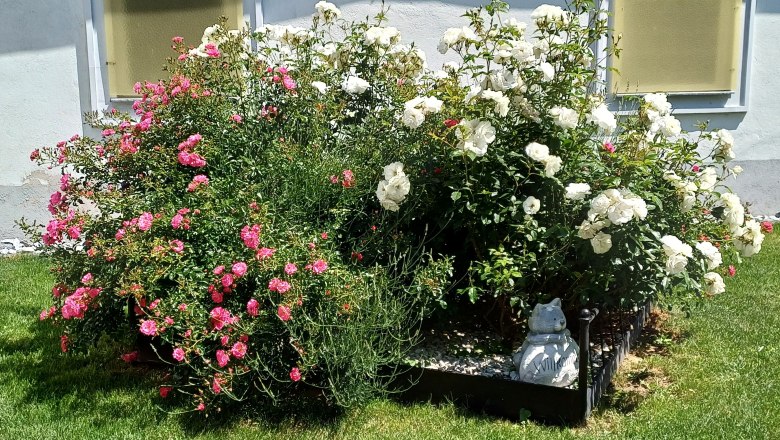 Eisenbett mit Rosen und Lavendel, © Martina Bachzelt Eisenbett mit Rosen und Lavendel, © Martina Bachzelt