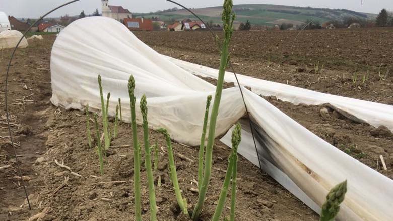 Spargelfeld, © Fam. Kleedorfer Spargelfeld, © Fam. Kleedorfer