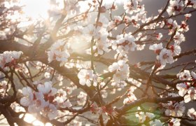 Marillenblüte, © Wachau-Nibelungengau-Kremstal Marillenblüte, © Wachau-Nibelungengau-Kremstal