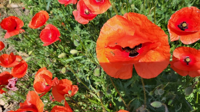 mohn-luna-frauenprojekt, © LUNA Frauenprojekt Rote Mohnblumen blühen in einem Garten.