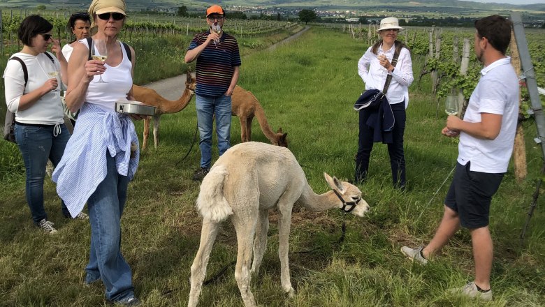 Weinerlebniswanderung mit Alpakas, © Kamptal Alpakas, Herr Popp Weinerlebniswanderung mit Alpakas, © Kamptal Alpakas, Herr Popp