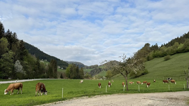 Kühe am Sunnseit´n Bio Bauernhof, © Mostviertel Tourismus