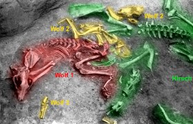 Rest eines bronzezeitlichen Zoos? Hirsch- und Wolfsskelette auf der Ausgrabung, © Landessammlungen Niederösterreich / Erich Pucher Archäologische Ausgrabung mit farblich markierten Skeletten von zwei Wölfen und einem Hirsch.