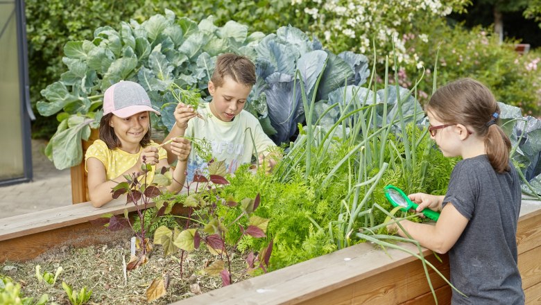 Kinderparadies, © DIE GARTEN TULLN Drei Kinder gärtnern in einem Hochbeet mit Gemüse und Kräutern.
