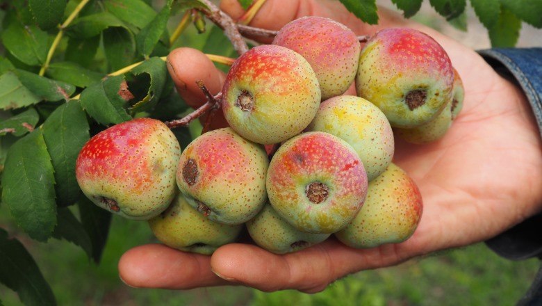 Speierling, © Bernhard Gruber Eine Hand hält mehrere Speierlingsfrüchte mit roten und grünen Schattierungen.