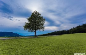 Der einsame Baum, © monoandmore Der einsame Baum, © monoandmore