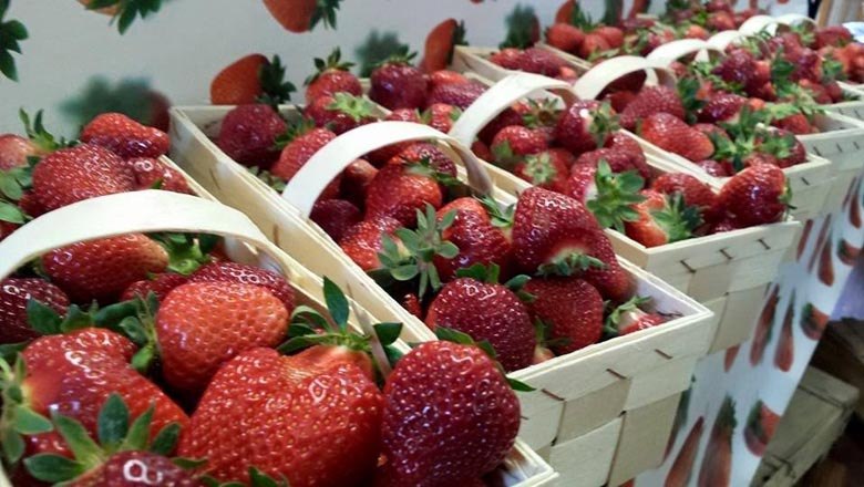 Erdbeeren, © Familie Unger Erdbeeren, © Familie Unger