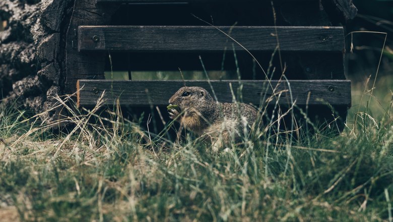 Viele Wildtiere - etwa das Ziesel - sieht man hier noch in ihrem natürlichen Habitat. , © Ian Ehm Viele Wildtiere - etwa das Ziesel - sieht man hier noch in ihrem natürlichen Habitat. , © Ian Ehm