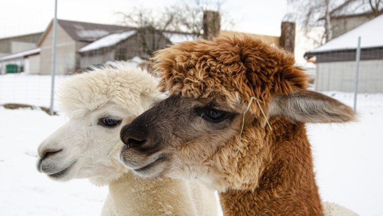 Alpakas, © Alpakahof Hahn Zwei Alpakas im Schnee vor einem Bauernhof.