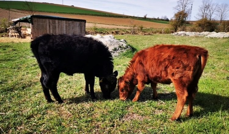 Camping-Finsterhof, © Camping Finsterhof Camping-Finsterhof, © Camping Finsterhof