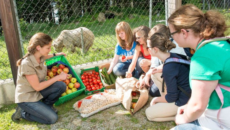 Bärenwald Arbesbach, © Waldviertel Tourismus, Studio Kerschbaum Bärenwald Arbesbach, © Waldviertel Tourismus, Studio Kerschbaum