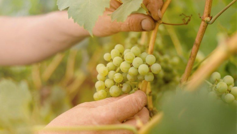 Weingut Herzinger, © schwarz-koenig.at Weingut Herzinger, © schwarz-koenig.at