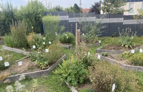 Kräuterstern, © Barbara Weilguni Kräuterstern, © Barbara Weilguni