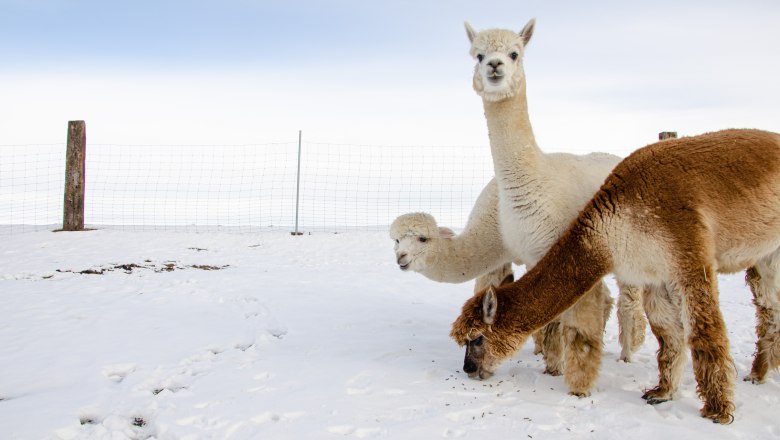 Alpakahof Hahn, © Manuel Hahn Drei Alpakas stehen im Schnee vor einem Zaun.