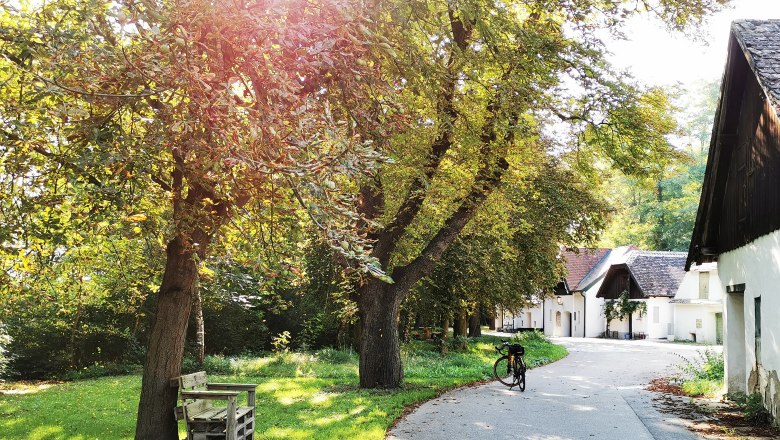 Peigarten Peregriniplatzl, © Weinstraße Weinviertel Ein sonniger Weg mit Bäumen und einem Fahrrad, das an einem Baum lehnt. Im Hintergrund sind weiße Gebäude zu sehen.