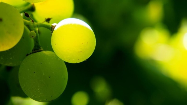 Weingut Josef Bauer, © Pixabay Weingut Josef Bauer, © Pixabay