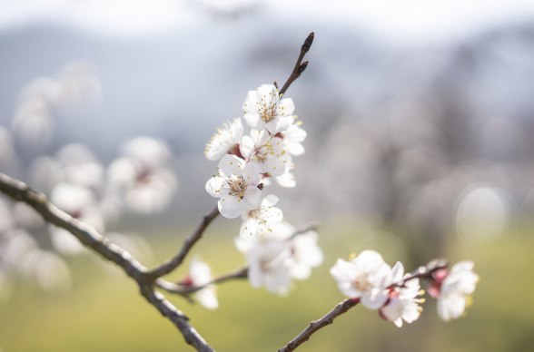 Marillenblüte Wachau, © Stefanie Winter Marillenblüte Wachau, © Stefanie Winter