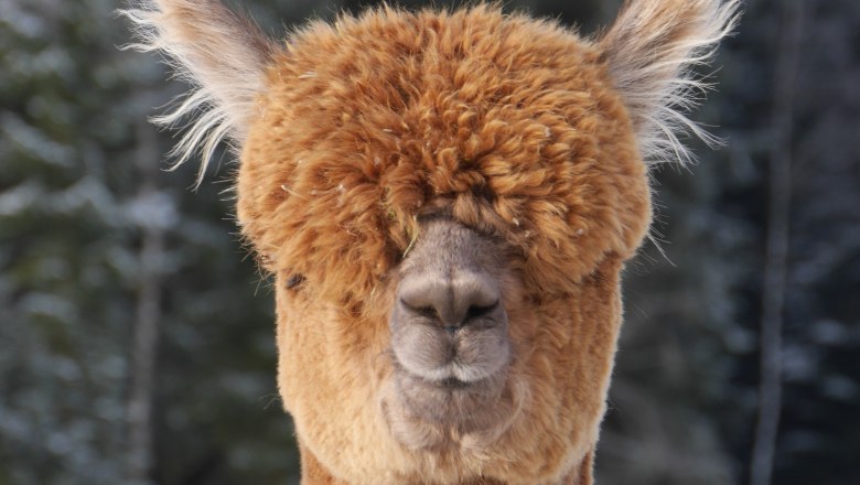 Alpaka, © Manada de Sana Alpaka, © Manada de Sana
