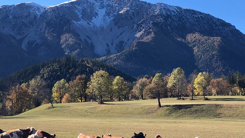 Schneeberg, © Angelika Burger Kühe auf einer Wiese vor einem schneebedeckten Berg.