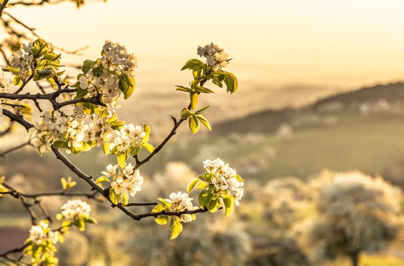 Birnbaumblüte Moststraße, © Robert Herbst Birnbaumblüte Moststraße, © Robert Herbst