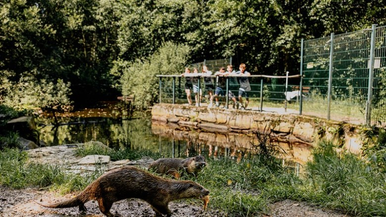 UnterWasserReich Schrems, © Waldviertel Tourismus, Matthias Streibel Zwei Otter laufen im Vordergrund, während Menschen im Hintergrund an einem Geländer stehen und zuschauen.