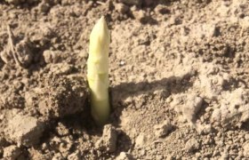 Der Spargel wächst, © Fam. Kleedorfer Der Spargel wächst, © Fam. Kleedorfer