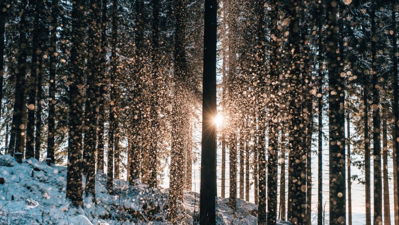 Wandern im Winter im Waldviertel, © Waldviertel Tourismus, sommertage.com Winterwald mit Sonnenstrahlen und Schneeflocken im Waldviertel.