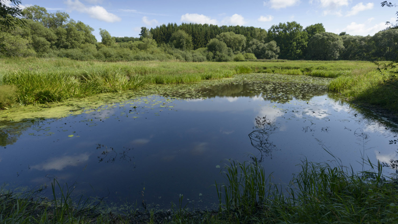 Lainsitzniederung, © Matthias Schickhofer Ein kleiner Teich in einer grünen Landschaft mit Bäumen im Hintergrund und blauem Himmel.