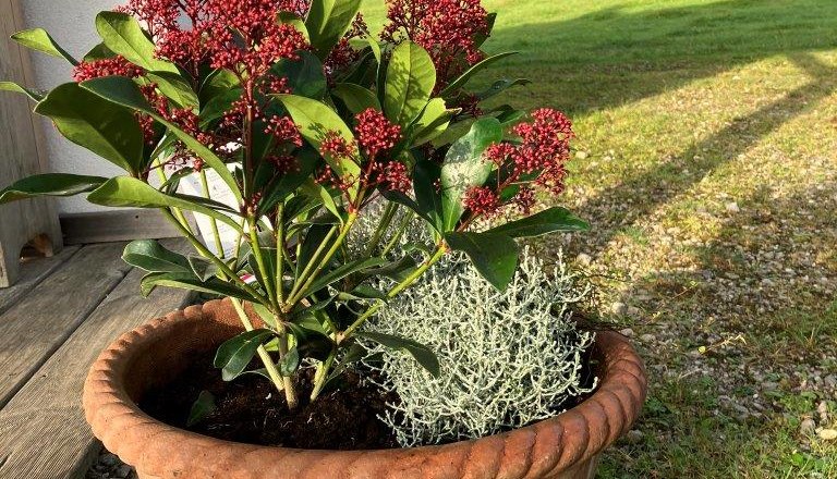 blumen, © Ferienhof Kirchau blumen, © Ferienhof Kirchau