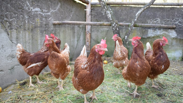 Bodensdorfhof, © Bodensdorfhof Bodensdorfhof, © Bodensdorfhof