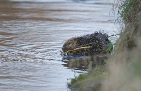 Grafenwörther Au, © josefstefan Grafenwörther Au, © josefstefan