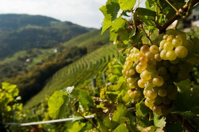 Weinanbau, © Weingut Lehensteiner Weintrauben im Vordergrund mit Weinbergen im Hintergrund.